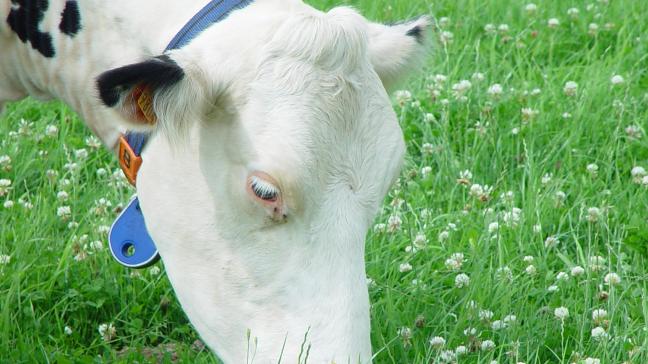 Voor melkveehouders is de keuze om weidemelk te produceren soms economisch ingegeven.