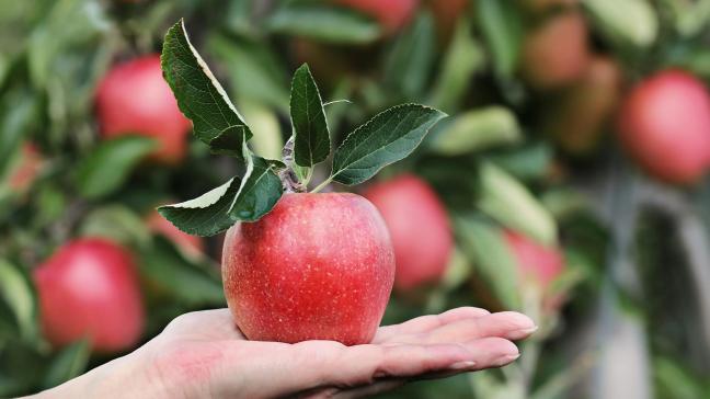 De deelnemers van de Sneukeltocht kunnen genieten van een lokaal geteelde appel.