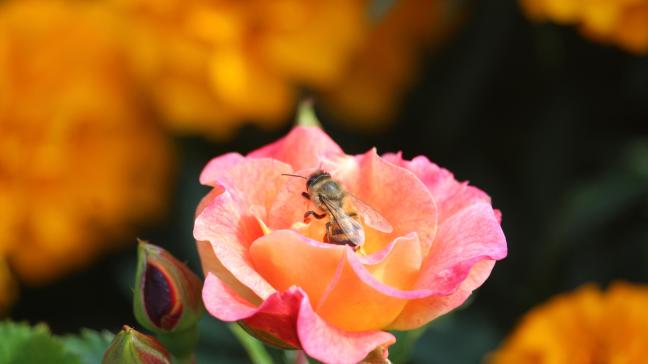 Sommige rozen zijn bijzonder aantrekkelijk voor bijen en andere bestuivers.