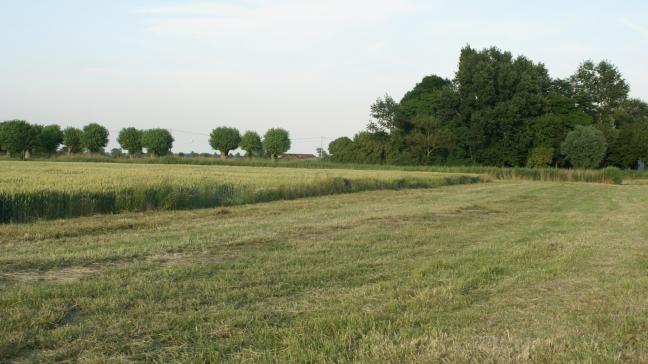 De Waalse regering heeft nu concreet de toestemming gegeven om voor een vastgelegde lijst aan gewassen het gebruik van braakliggende grond toe te staan.