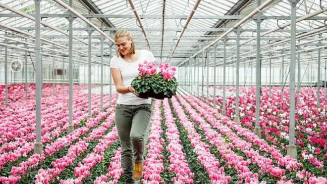 De winnende foto van de fotowedstrijd glastuinbouw – Serre met cyclamen