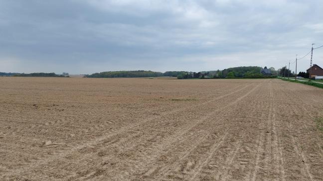 Volg de onkruidbestrijding in suikerbieten- en cichoreivelden nauwgezet op.