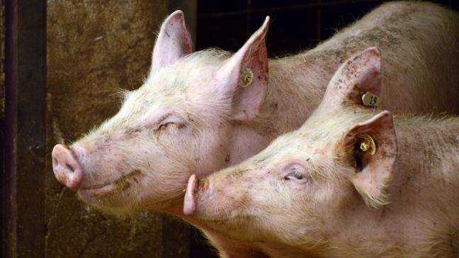 Varkens met streptokokken hebben meer antibiotica nodig, dus is een optimaal management een must.
