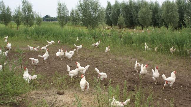 De ophokplicht voor pluimvee vervalt in ons land vanaf 14 mei.