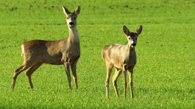 Getroffen reeën kampen met diarree en lijken sterk vermagerd, soms met de dood tot gevolg. Het is belangrijk om zieke dieren te melden bij HVV.