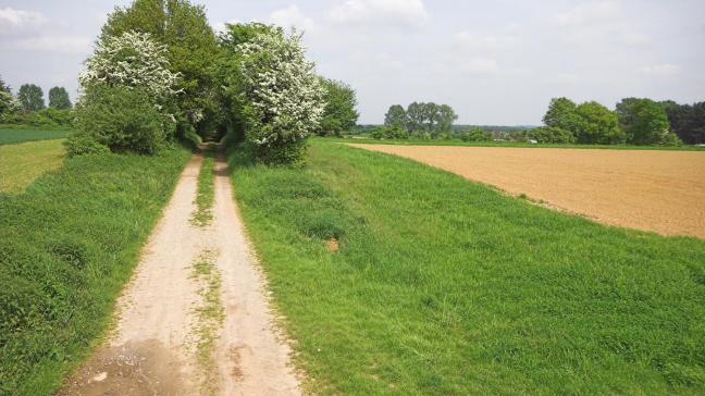 Grasbufferstroken moeten een breedte hebben tussen 9 en 12 m. De haalbaarheid van deze maatregel hangt af van de vorm van het perceel.