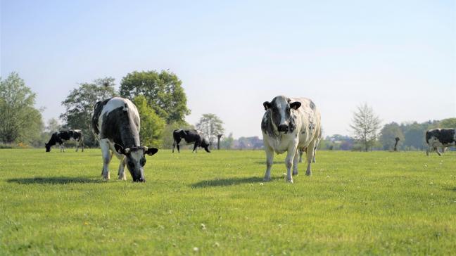 Je kan ervoor kiezen om met je vee en akkerbouw in één keer om te schakelen, of om dat gefaseerd te doen.