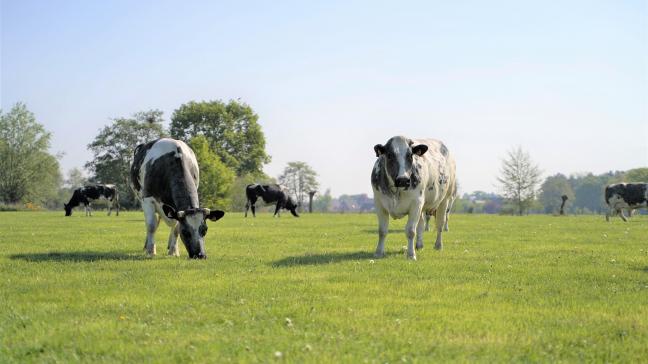 Je kan ervoor kiezen om met je vee en akkerbouw in één keer om te schakelen,  of om dat gefaseerd te doen.