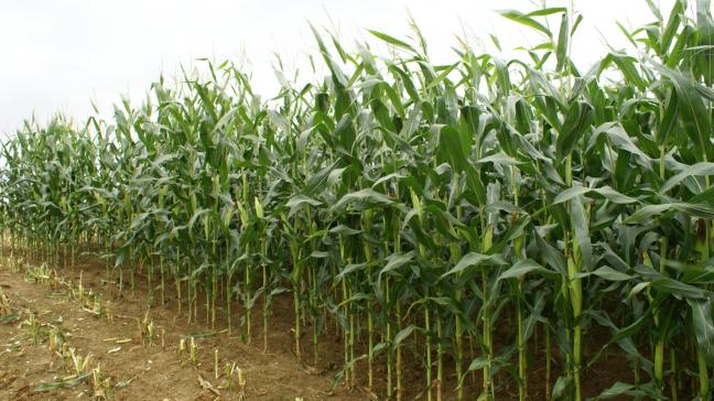 De productie van tarwe, maïs, rijst en soja moet worden gestimuleerd in Afrika.