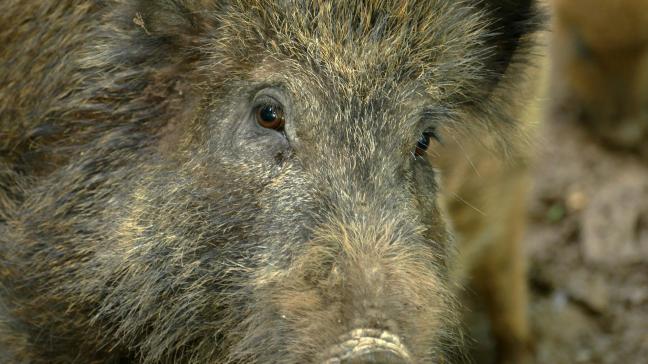 De haard ligt niet ver van Frankrijk, dat al sinds 1974 geen gevallen van Afrikaanse varkenspest meer kent.