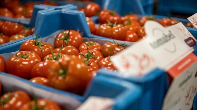 Het aantal bedrijven dat tomaten teelt in Vlaanderen is gedaald van 546 in 2005 naar 174 in 2020.