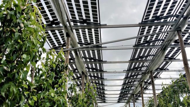 Door peren te telen onder een dakje van zonnepanelen van onderzoekt landbouwer Jan Van der Velpen het potentieel van dubbelgebruik van landbouwgrond.