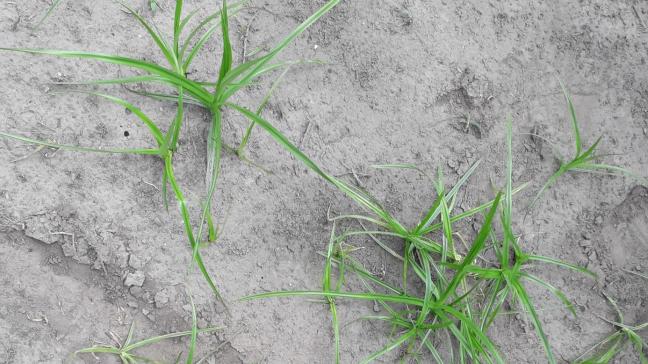 Knolcyperus is een invasief grasachtig onkruid dat steeds meer oprukt in Vlaanderen.