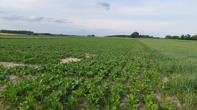 Blijf bietenpercelen waarnemen op bladluizen tot het sluiten van de rijen.