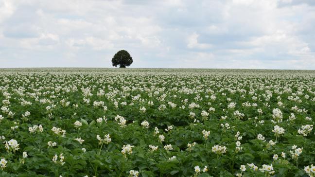 Mandipropamid is de actieve stof waar Syngenta zijn middelen op baseert om bladziekten in de aardappelteelt aan te pakken.