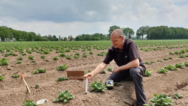 Van de 3.000 velddolken komen er 190 in aardappelvelden terecht.