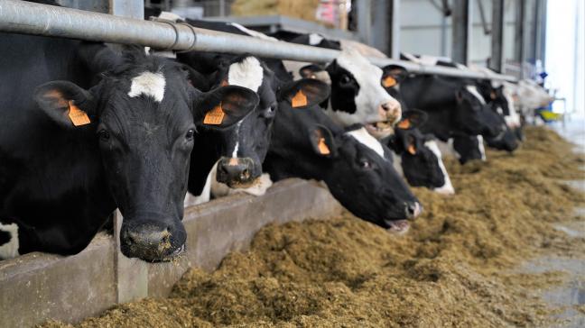 Volgens het rapport stierven 42.000 schapen en geiten, 92.000 runderen, 258.000 varkens en 5,7 miljoen stuks pluimvee.