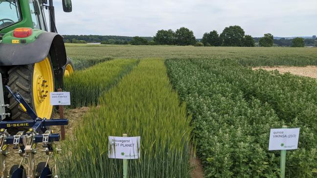 Op de percelen van het Praktijkpunt Landbouw Vlaams-Brabant staat nog veel meer te bezichtigen dan enkel eiwitgewassen, zoals brouwgerst.