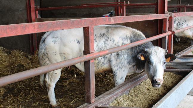 De SALV mist een visie op de toekomst van land- en tuinbouw als strategische sector om de voedselvoorziening te garanderen.