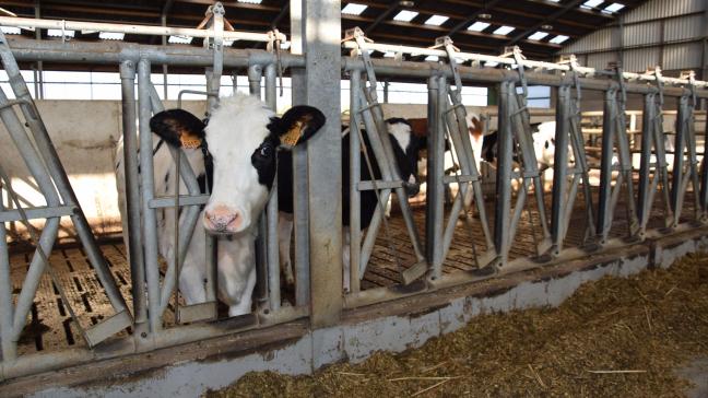 Zeoliet kan zowel gebruikt worden als absorberend additief in de mest als als additief in het voeder. Het ILVO test dit in het kader van PAS.