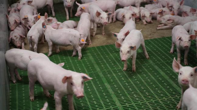 Bij hittestress gaan de varkens mesten op de volle vloer en rollen ze zich in de uitwerpselen om zo wat verkoeling te vinden.