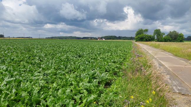 De eerste bladziekten worden zichtbaar in het bietenveld.