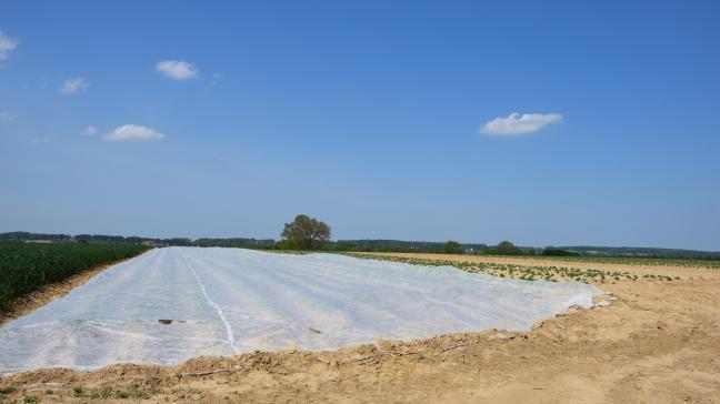 De Belgapomprijs voor vroege aardappelen op vrijdag 15 juli 2022 is vast gelegd op 200 euro/ton (ex. BTW).