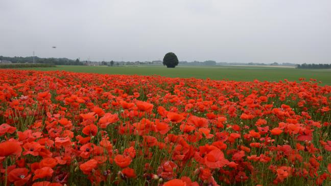 Enkel door het platteland veilig te stellen kunnen de diverse functies ervan blijvend vervuld worden , aldus gedeputeerde Moors.