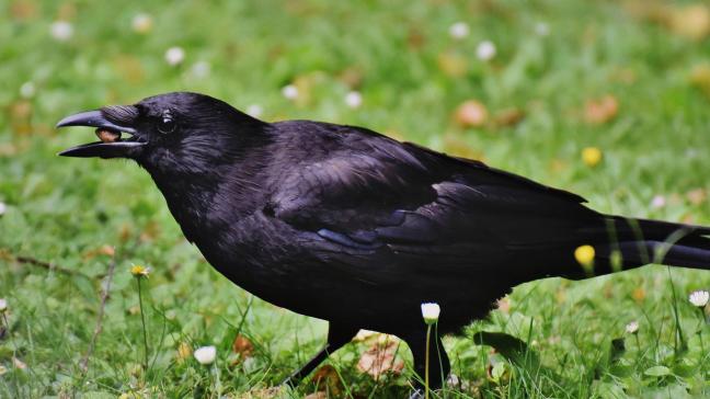 Zowel jagers als landbouwers klagen over de schade die korvieren zoals kraaien aanrichten.
