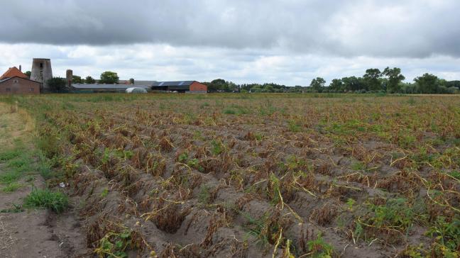 Op 29 juli 2022 is er een vaste Belgapomnotering voor vroege aardappelen.