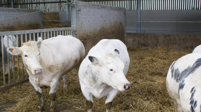 De overgrote meerderheid van het Belgisch rundvlees dat in onze supermarkten wordt verkocht, is geproduceerd onder de Belbeef standaard.