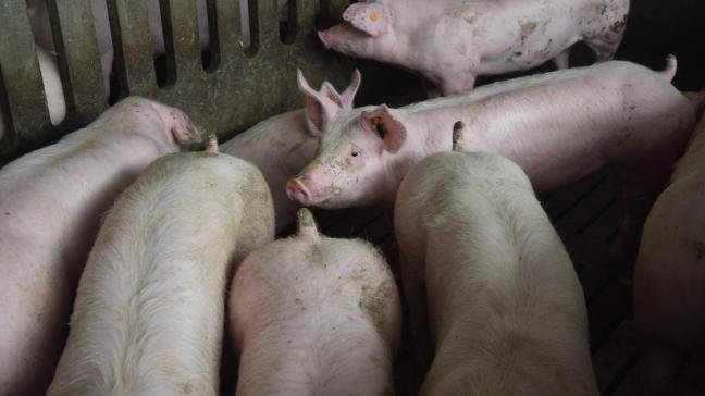 De organen van varkens kunnen mensenlevens redden.