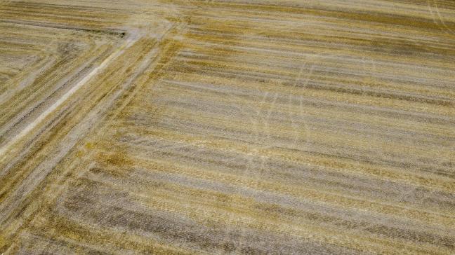 De droogte heeft een grote impact op de landbouw in West-Vlaanderen, waar in grote mate aan groenteteelt wordt gedaan.