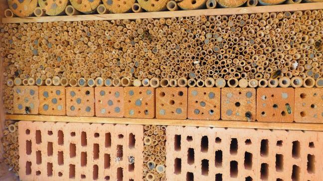 Sinds juli 2021 investeerden 389 Vlaamse landbouwers in de aanleg van bijenhotels voor solitaire bijen.