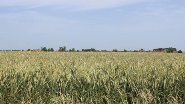 Vlaanderen is een netto-importeur van granen.