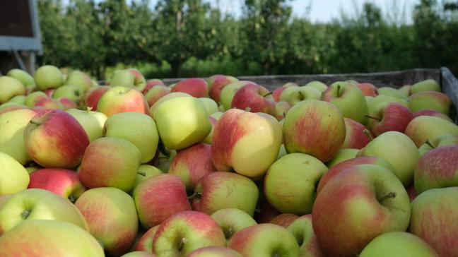 Stijgende kosten zorgen ervoor dat Belgische appeltelers vandaag in ongezien zwaar weer beland zijn.