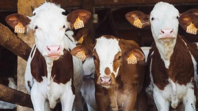 Hoewel besmette runderen niet altijd symptomen vertonen, kunnen de gevolgen ernstig zijn.
