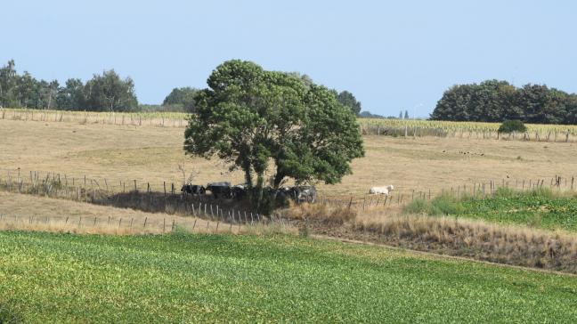 FWA vraagt dat de Waalse overheid een klimaatverzekering op poten zet.