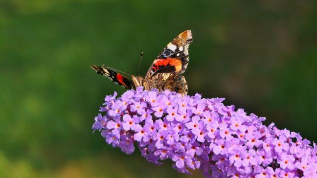 Buddleja, een mooie en makkelijke tuinplant. De vlinders krijg je er gratis bij.