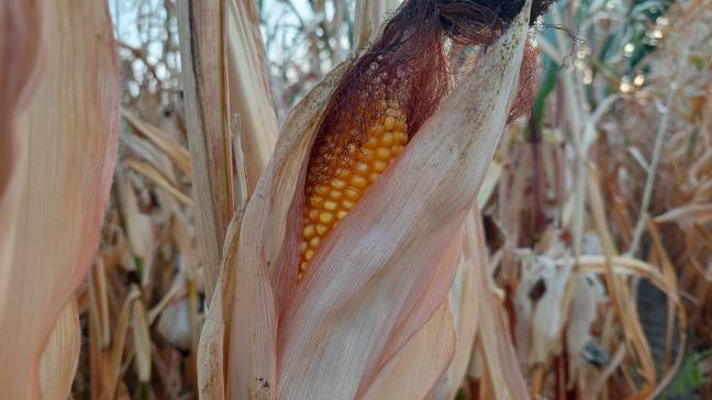 De opbrengstverwachtingen voor maïs voor Europa werden naar beneden bijgesteld.