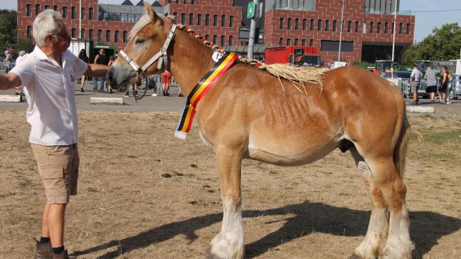 Bram van de Boomlozeput (eig. Luc en Ignaece Imschoot uit Beervelde), beste 1-jarige hengst.