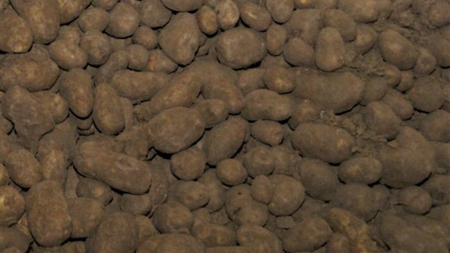 De prijzencommissie van Belgapom noteert vanaf het nieuwe bewaaraardappelseizoen de meest gehanteerde prijs voor de handel in aardappelen van de variëteiten Fontane en Challenger.