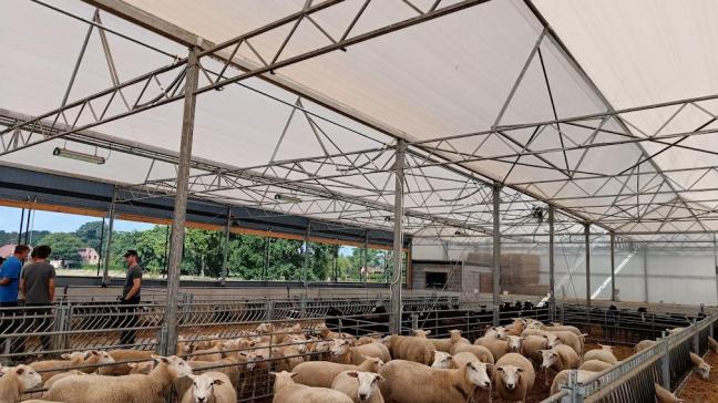 Op ‘t Zwarthof worden de schapen gehouden in een serrestal. De constructie ervan werd in eigen regie opgebouwd en er werd gebruikgemaakt van recyclagematerialen.