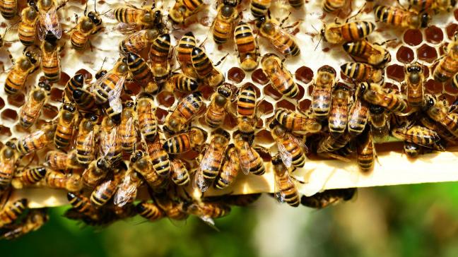 Bepaalde neonicotinoïden zijn erg schadelijk voor bijen. Ze mogen ook niet meer aanwezig zijn in ingevoerde producten.