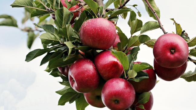 In vergelijking met andere fruitsoorten hebben appels een relatief hoge luchtvochtigheid nodig.