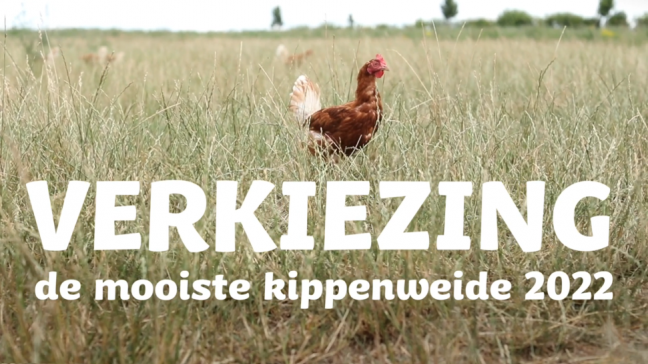 kippenverkiezing-sfeerfoto