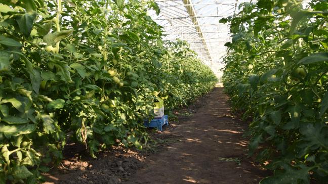Belichte teelten in serres, zoals tomaten, zullen er deze winter naar verwachting bijna niet zijn, volgens Boerenbond.