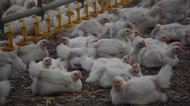 Er werd vogelgriep vastgesteld bij een pluimveebedrijf in Tongeren.