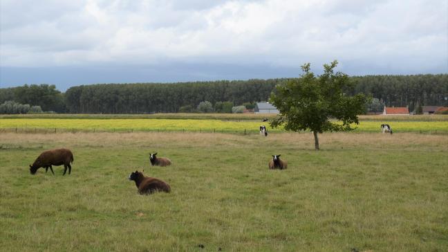 Vlaanderen kiest ervoor om 4% niet-reproductieve landbouw, en met de aangepaste  maatregelen 3%, naar voor te schuiven in zijn GLB.