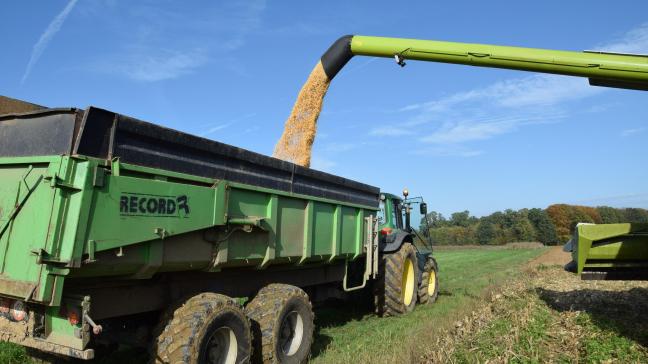 De EU verwacht een maïsproductie van 55,5 mio Mt, terwijl ze in augustus nog op 59,3 mio Mt zaten.